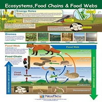 Ökoszisztémák, élelmiszerláncok és Élelmiszerháló-laminált, színes, 23 35